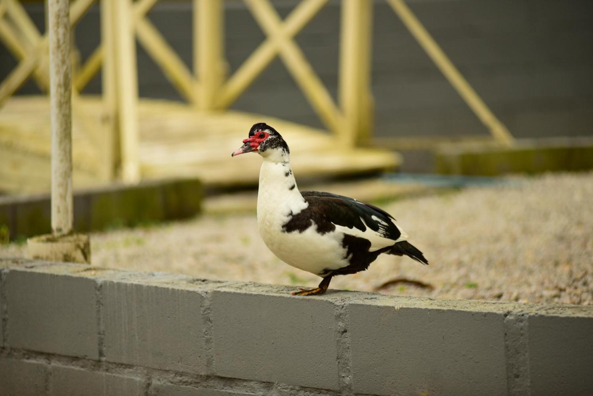 Pousada Chácara Rio Jordão Florianópolis Esterno foto