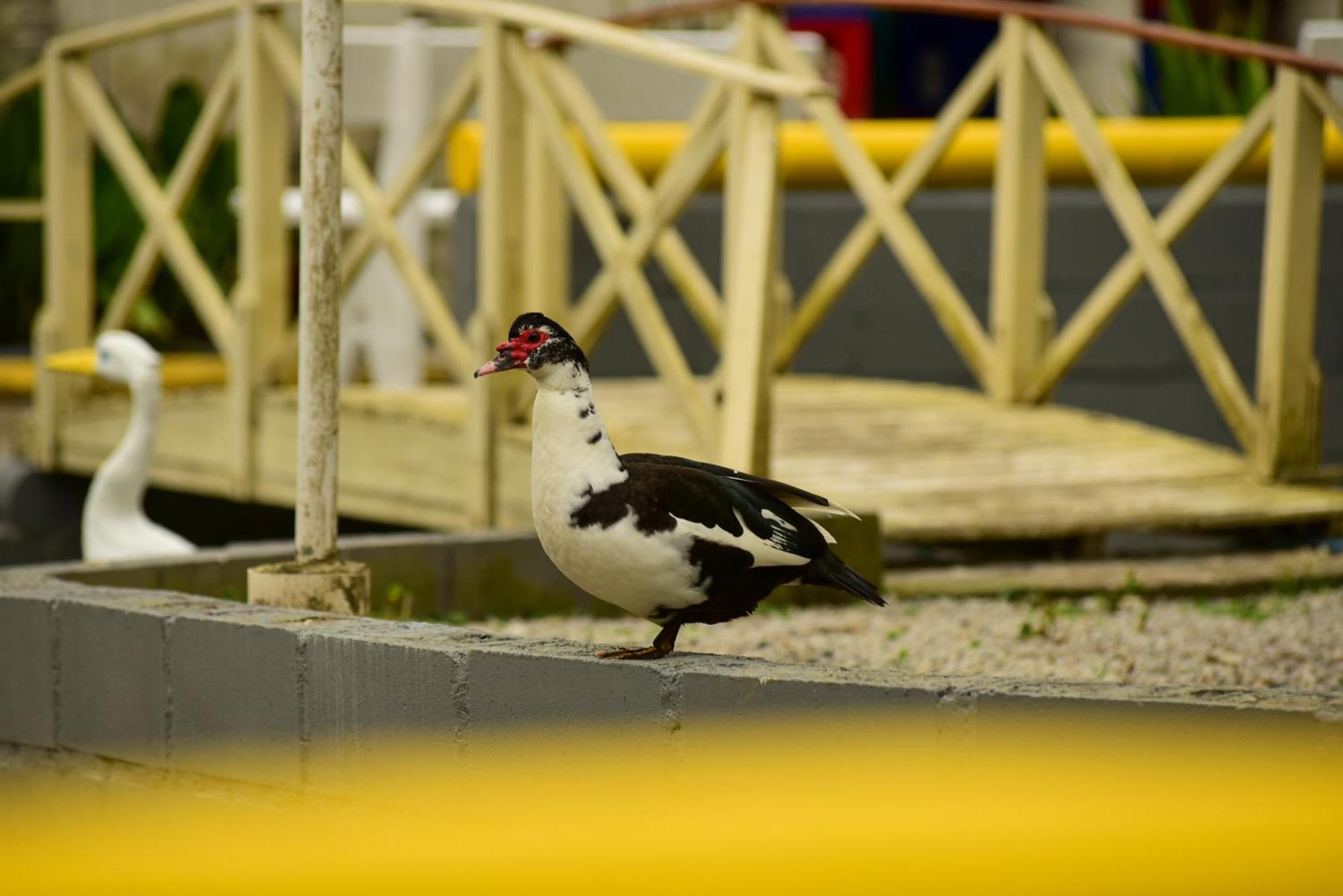 Pousada Chácara Rio Jordão Florianópolis Esterno foto